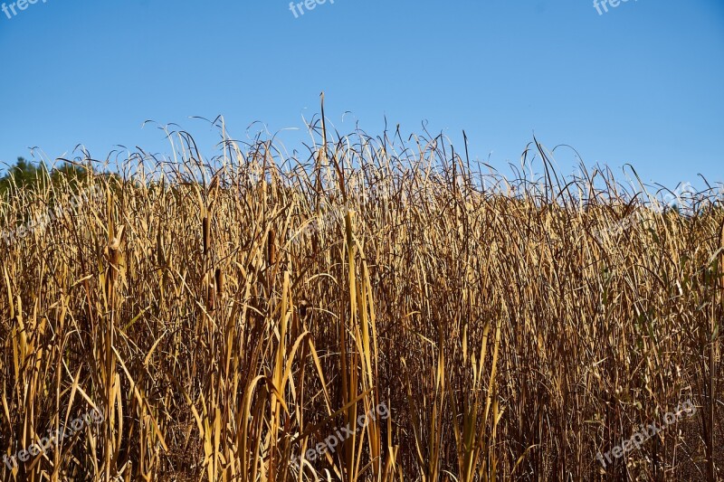 Reedy Plant Withered Leaves Season The Leaves Are