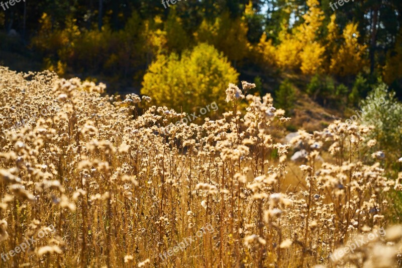 Plant Dry Leaves Dea Yellow