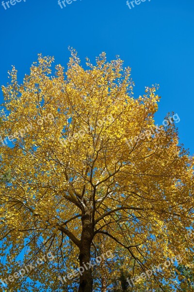 Tree Leaves Branch Plant Nature