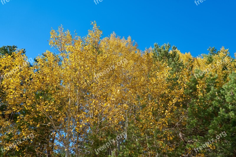 Tree Leaves Branch Plant Nature