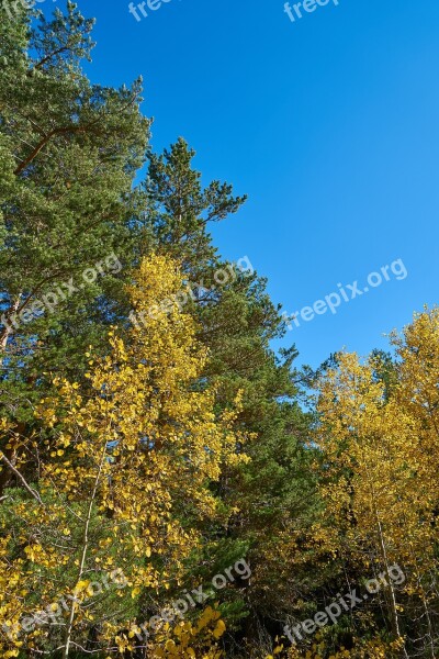 Tree Leaves Branch Plant Nature