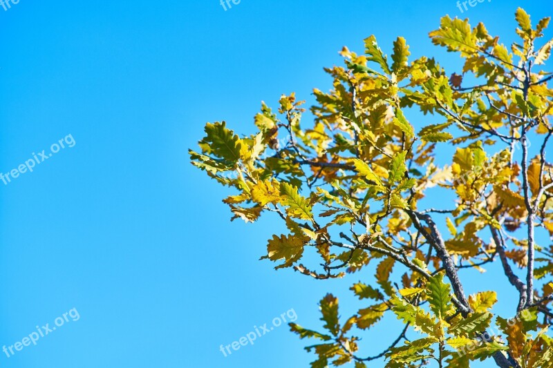 Tree Leaves Branch Plant Nature