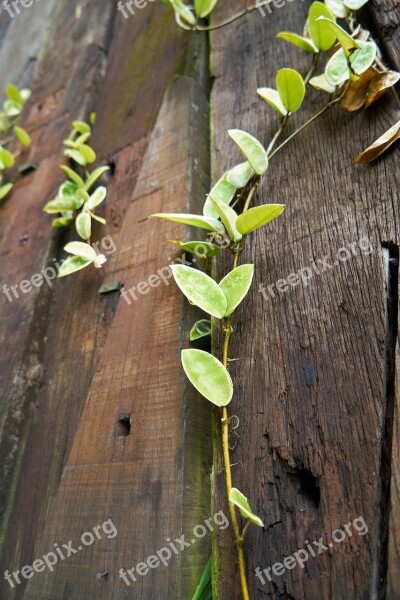 Texture Wood Plant Green Leaves