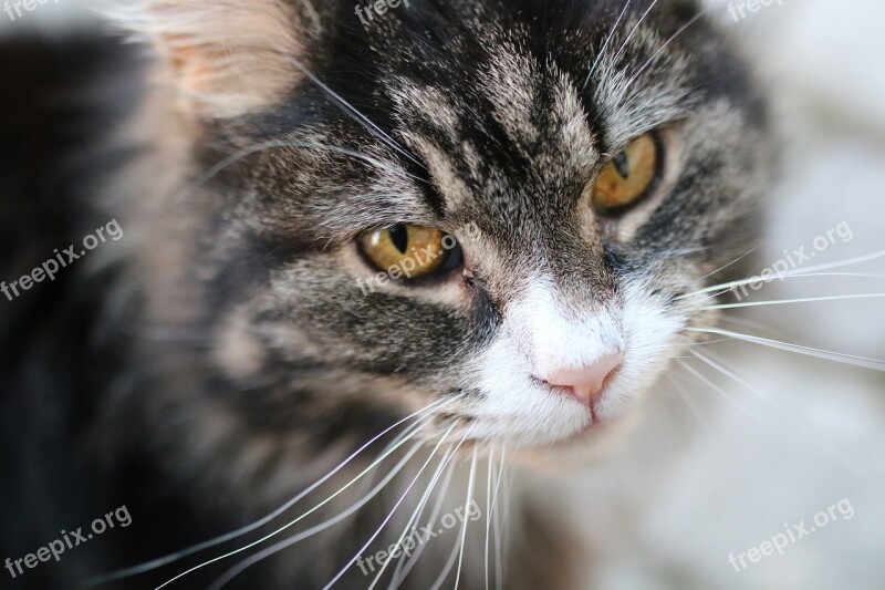 Fur Animal Cat Mammal Portrait