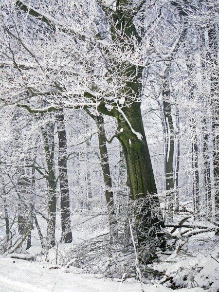 Winter Forest New Zealand Fog Deciduous Forest Book