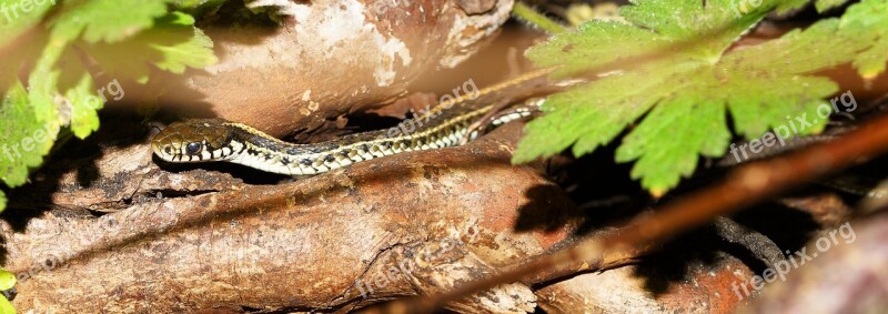 Snake Garter Snake Nature Animal Animal World