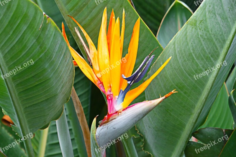 Bird Of Paradise Flower Tropical Floral Plant