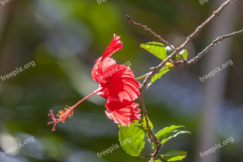 Flower Hibiscus Disambiguation Red Hibiscus Tropical Climate Free Photos