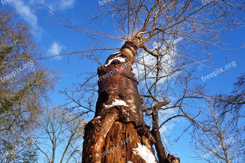 Tree Tree Trunk Bark Bare Branch Winter Tree