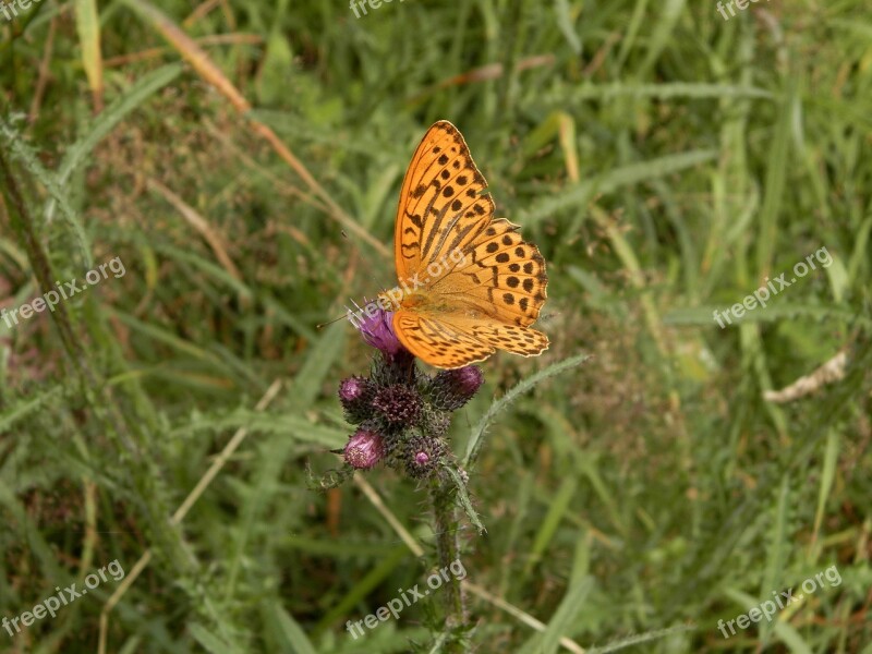 Butterfly Forests Slovakia Free Photos