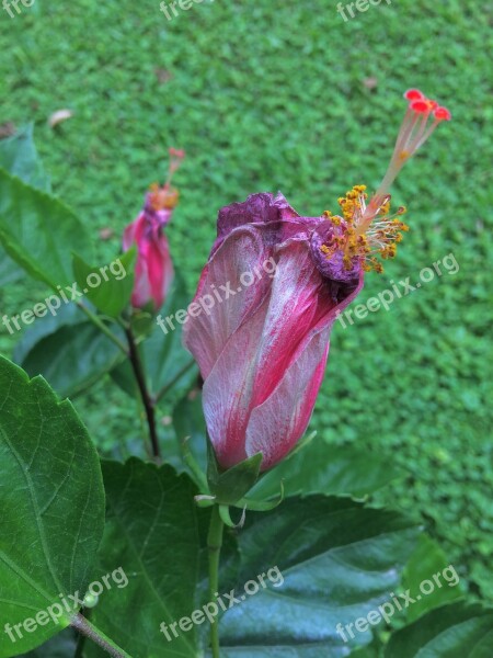 Ibisco Withered Flower Nature Plant