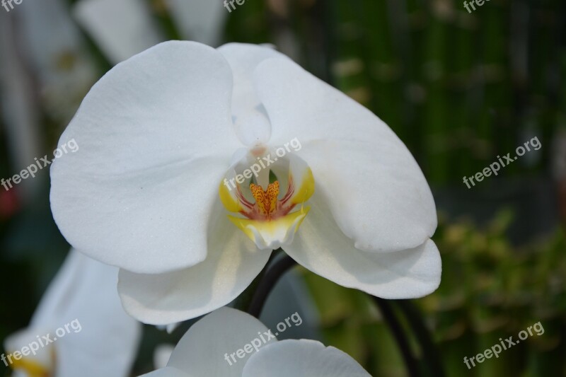 Flower White Orchid Plant Nature Gift