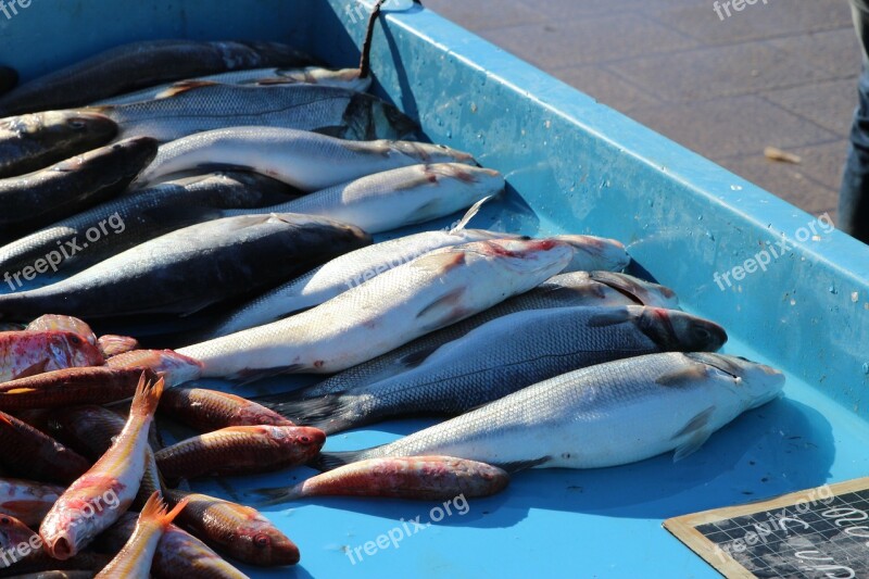 Fish Fruits Of The Sea No Person Market Sea