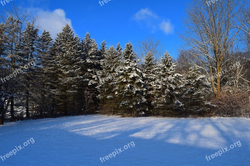 Pine Trees Snow Winter Cold Frost