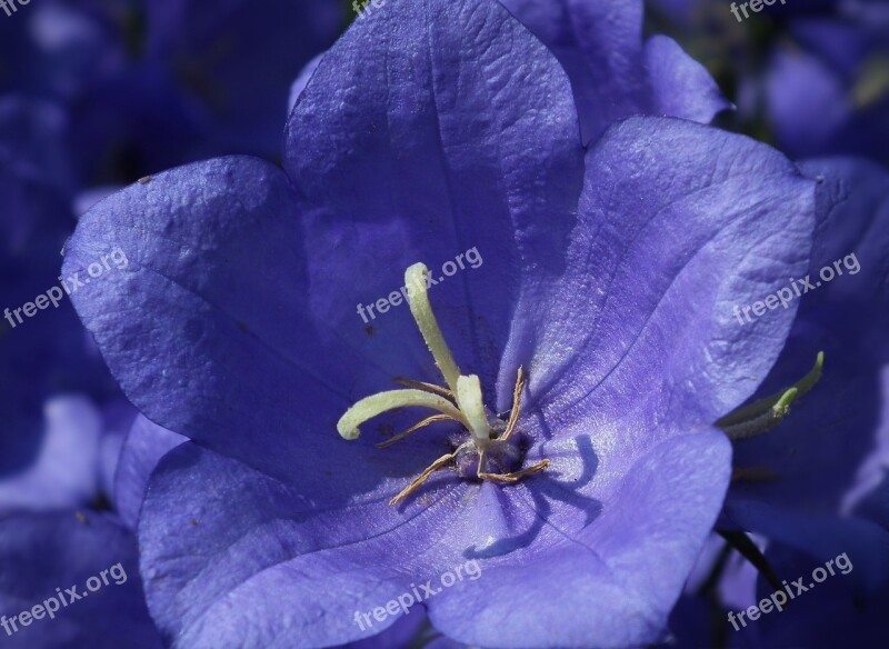 Flower Rozwar Nature Macro Blue