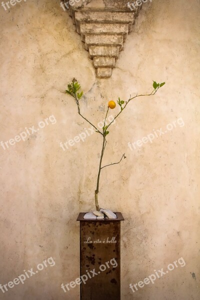 Wall Tangerine Tangerine Tree Plant Minimalism