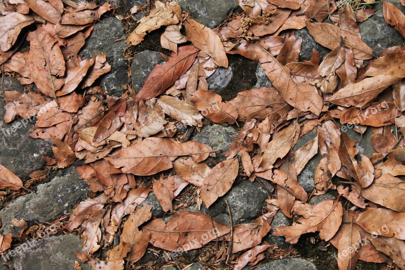 Dry Nature Texture Pattern Leaf