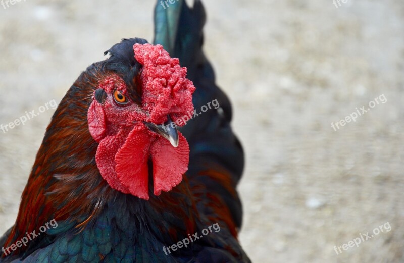 Birds Poultry Pen Nature No Person