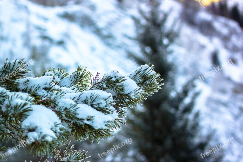 Winter Snow Pine Tree Leann