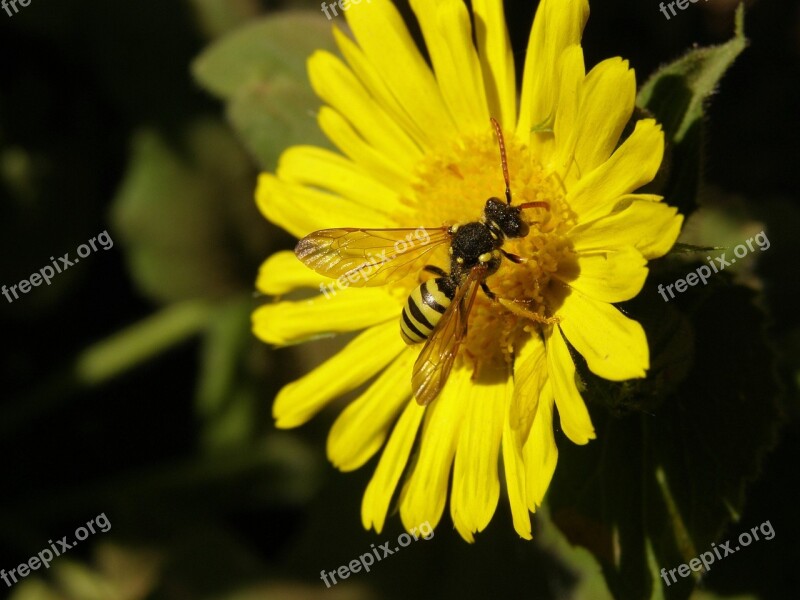 Wasp Insect Seed Usury Flower Feverfew Glebionis Segetum