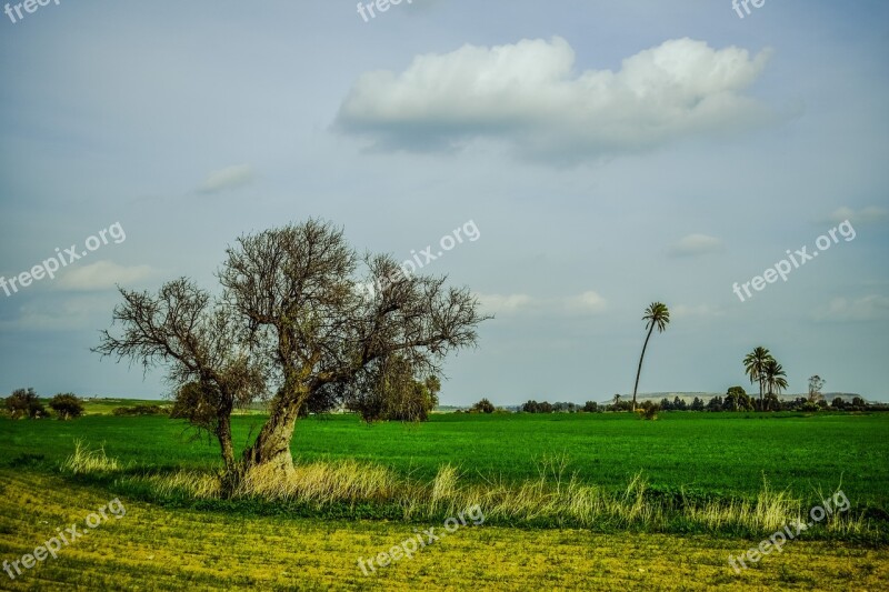 Landscape Tree Grass Field Nature