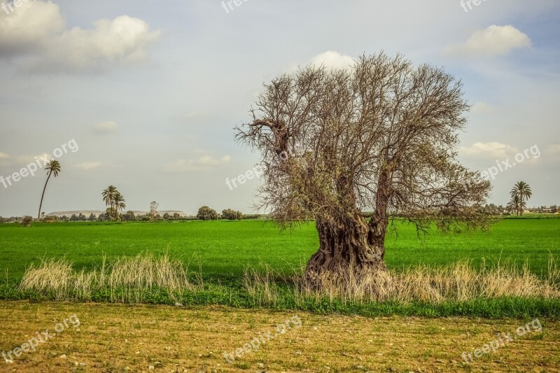 Tree Field Grass Nature Agriculture