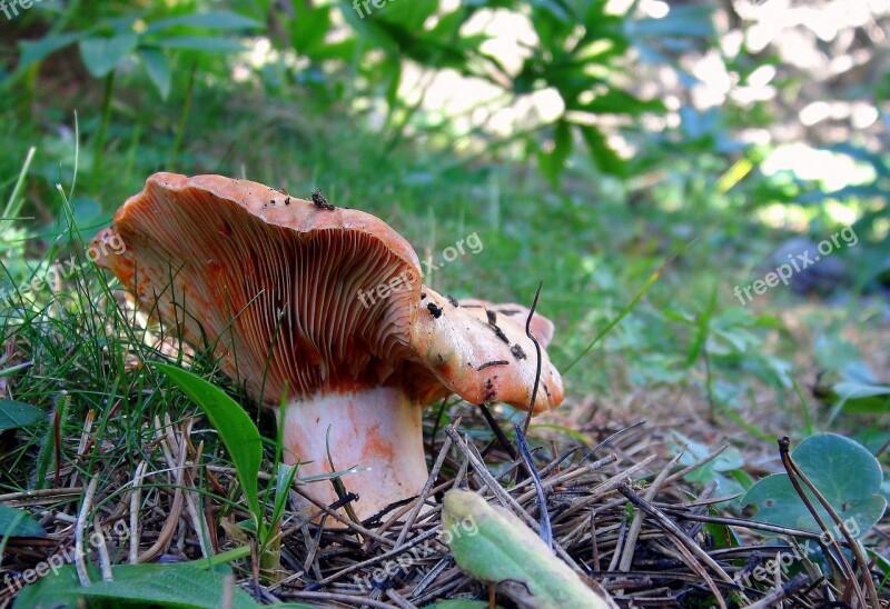 Nature Mushroom Lawn Mycology Boletus