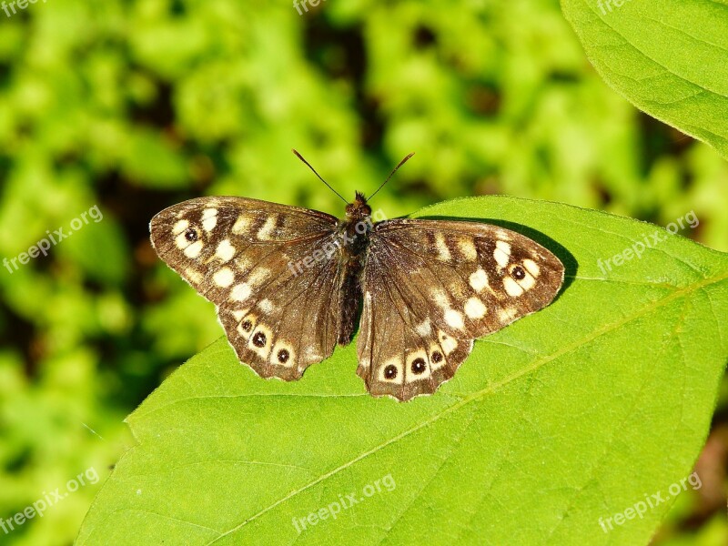 Animal Insect Butterfly The Sump Egeria Foliage