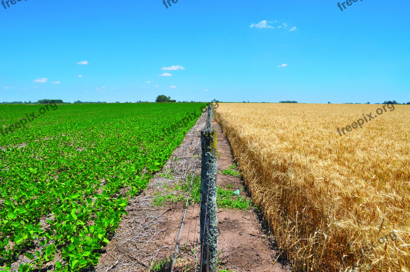 Wheat Soy Harvest Agriculture Free Photos