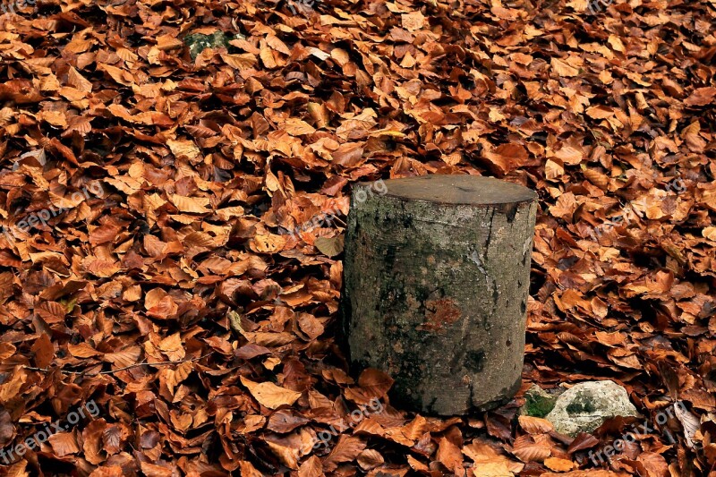 Leaves Autumn Dry Leaf Forest Tree