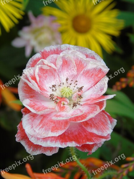 Flower Streaked Pink White Petals Bloom