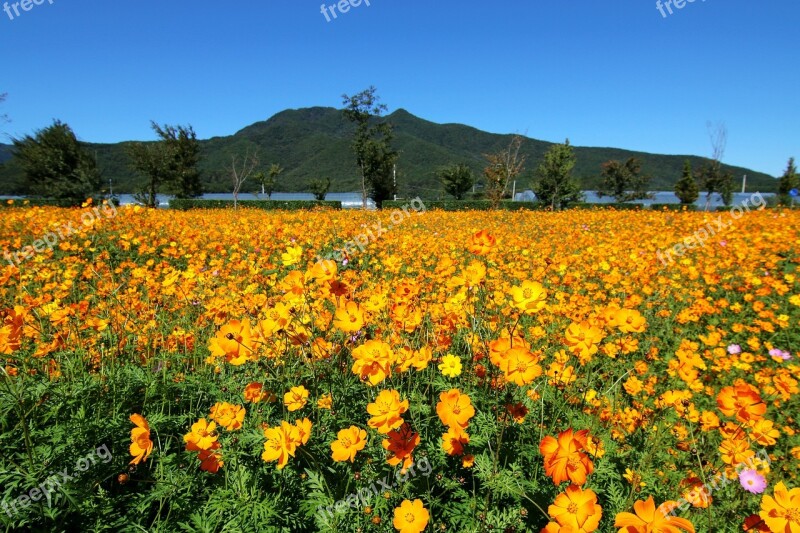 Wabu Gil Garden Water Your Garden Cosmos