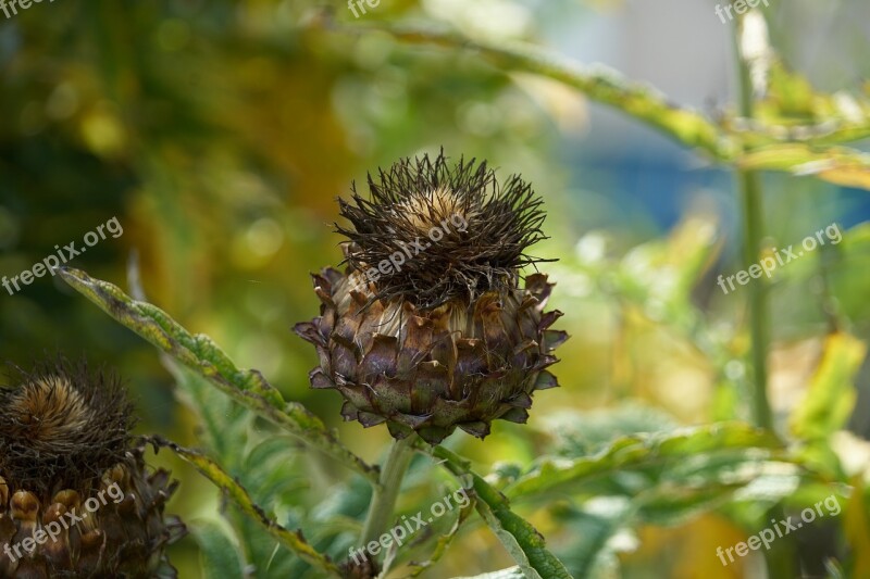 Artichoke Plant Artichoke Flower Vegetable Garden Garden