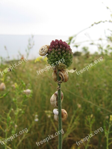 Snails Wild Garlic Gastropod Nature Free Photos