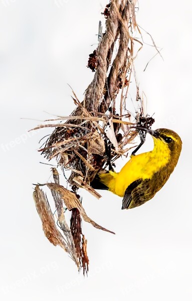 Bird Olive Backed Sunbird Nest Building Yellow Bird Townsville