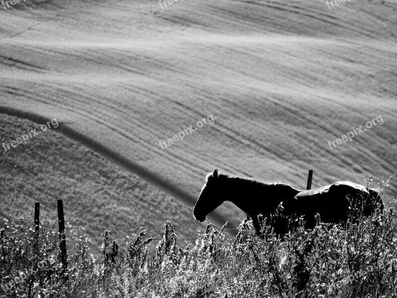 Horse Nature Wild Horse Prato Campaign