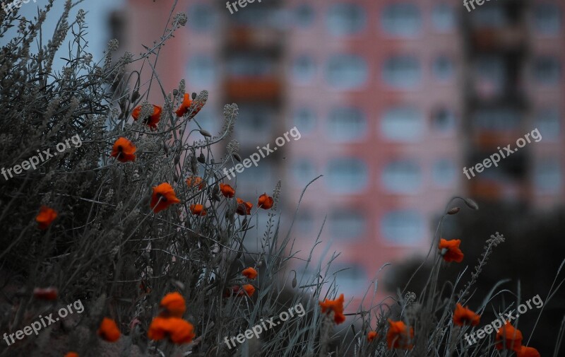 Poppies City Flowers Blooms Red