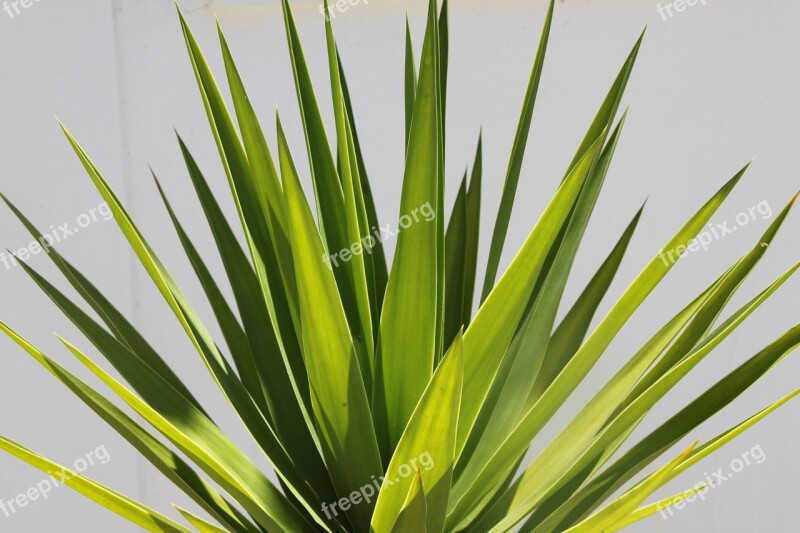 Cactus Thoroughly Shadow Plant Tropics