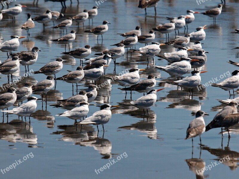 Birds Beach Seabirds Free Photos