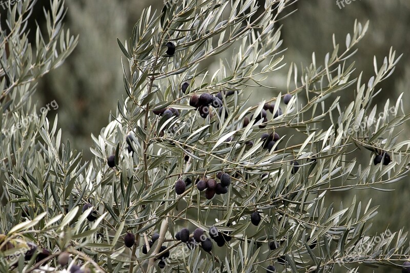 Olive Cadiz Mature Branches Leaves