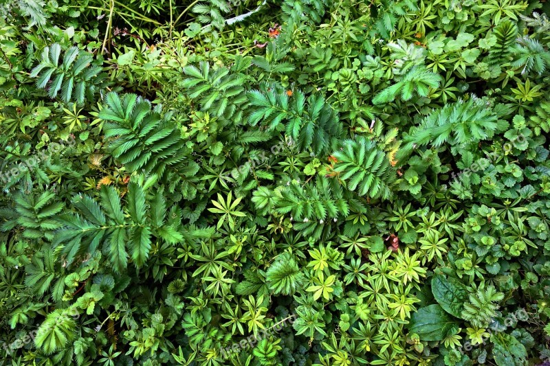 Plants Vegetation Foliage Growth Plant Texture