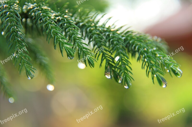 Branches Prickly Branches Pine Macro Photography Macro Nature