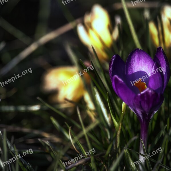 Crocus Blossom Bloom Spring Spring Flower