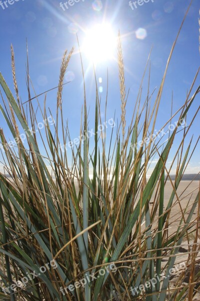 Sun Beach Dune Grass Marram Grass