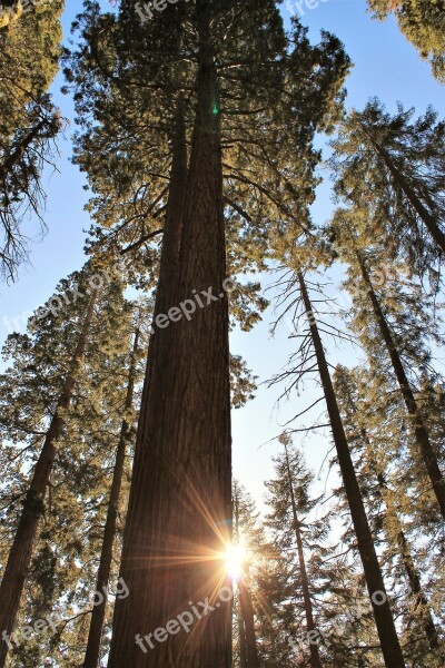 Trees Sequoia Nature Free Photos