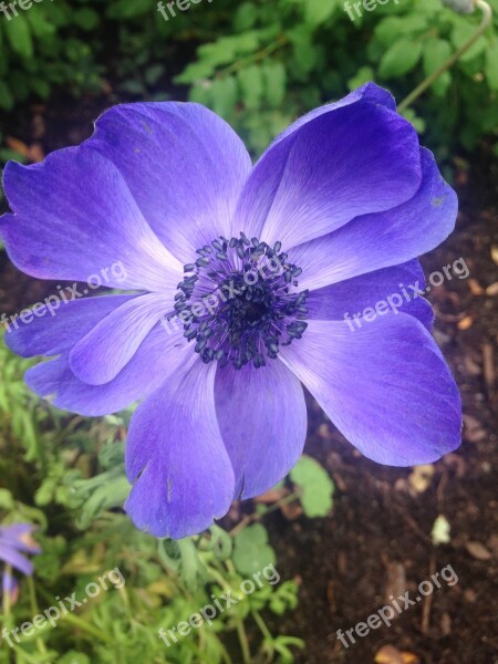 Blue Anemone Flower Blue Petals Free Photos