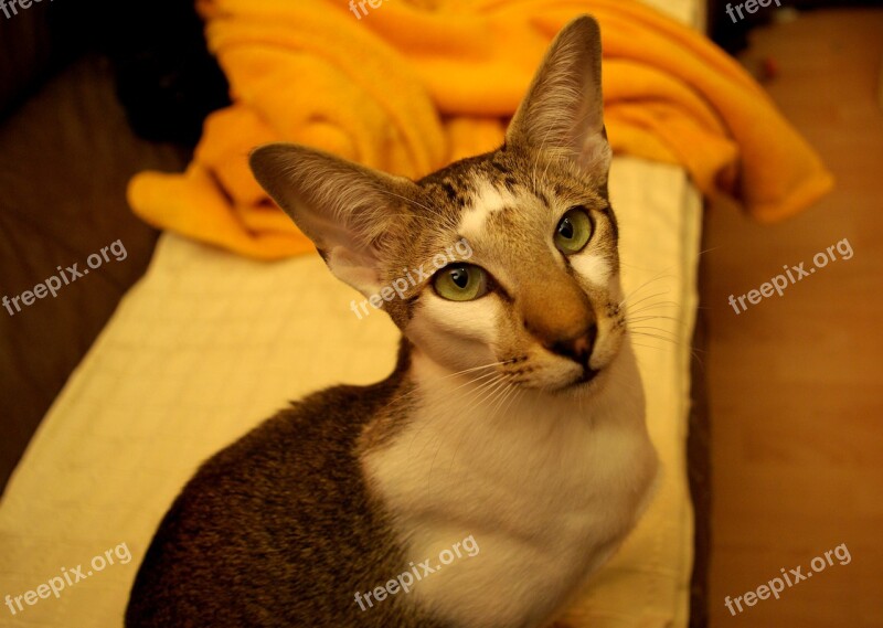 Oriental Shorthair Cat Animal Animal Portrait Short Hair