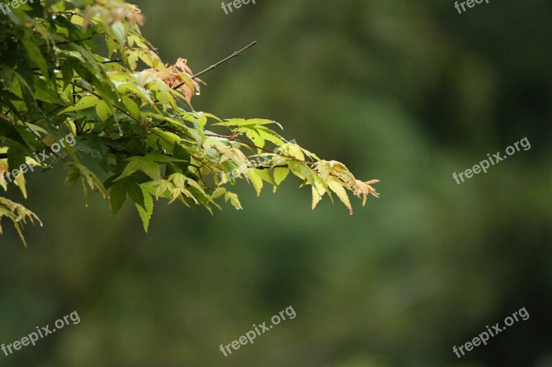 Natural Forest Mystery Free Photos