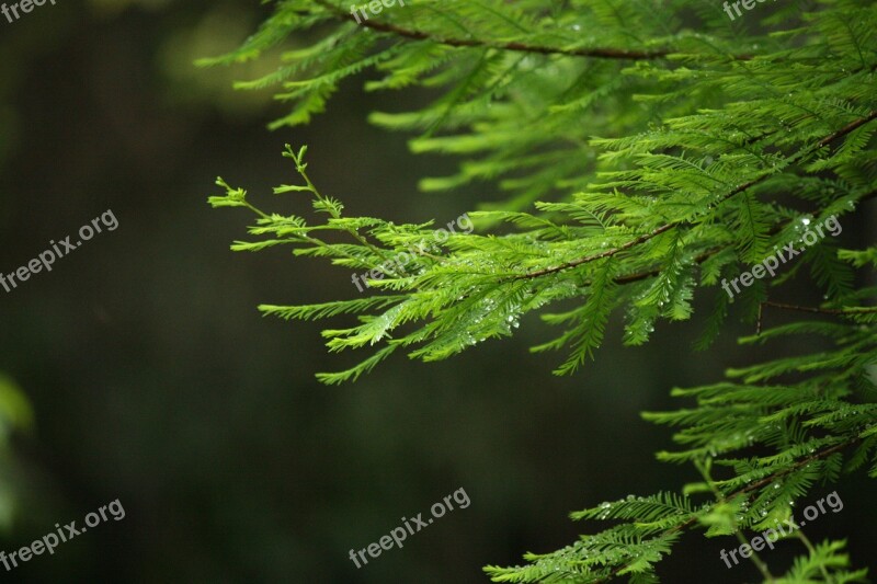 Natural Forest Mystery Free Photos