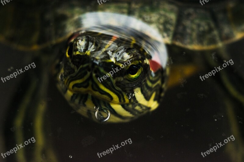 Turtle Water Macro Water Turtle Panzer